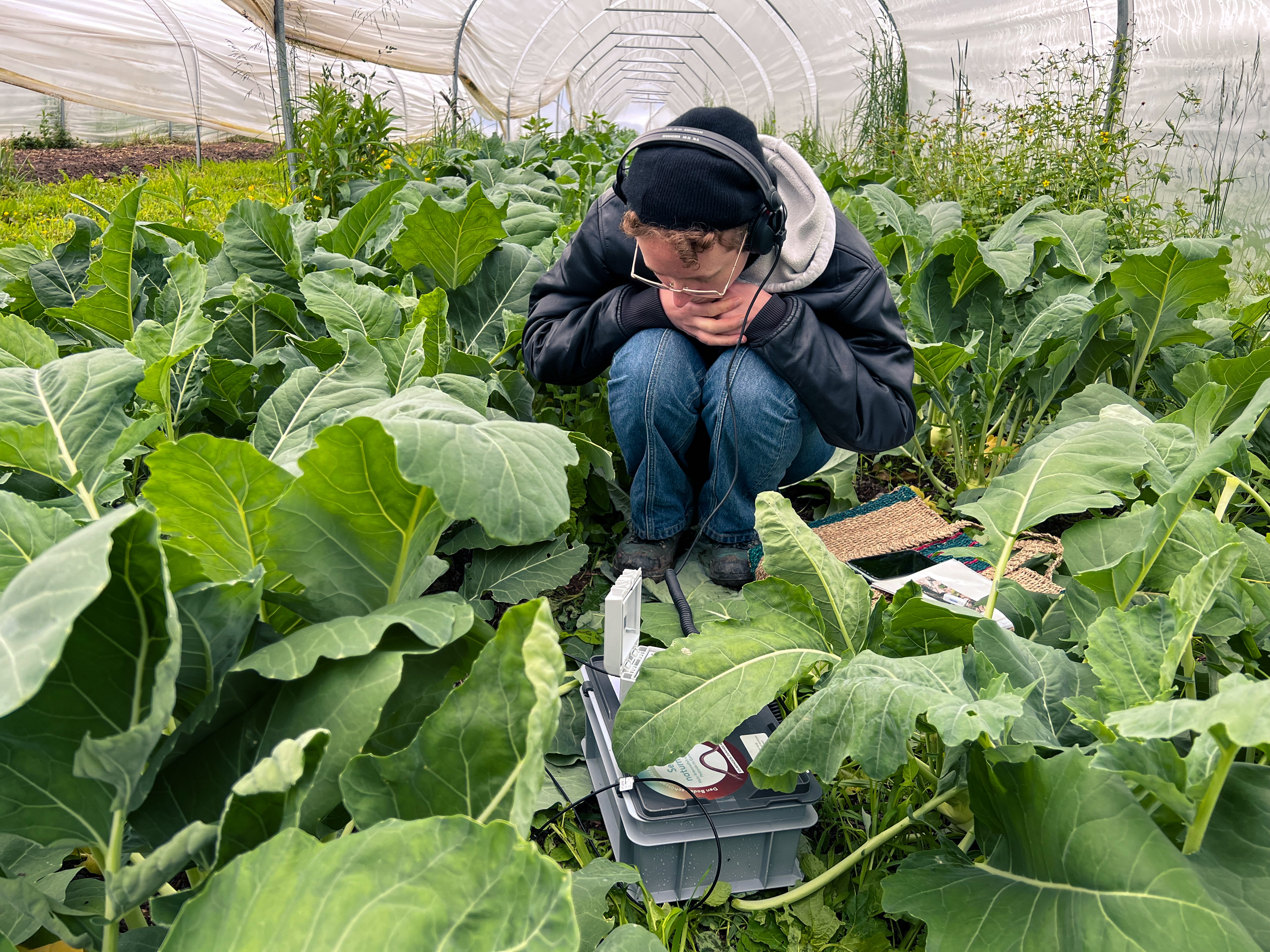 Anna Froelicher sitzt inmitten eines Kohlrabi-Beets und nimmt mit einem Aufnahmegerät Ton auf.